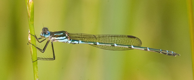 Austrolestes psyche